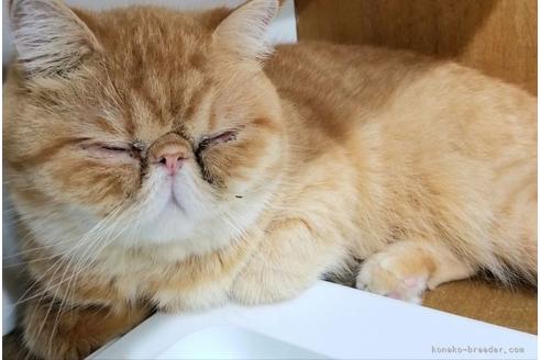 販売中のエキゾチックショートヘアの親猫