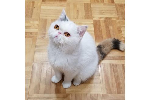 販売中のエキゾチックショートヘアの親猫