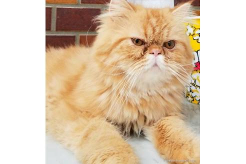 販売中のエキゾチックショートヘアの親猫