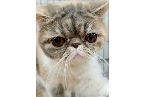 販売中のエキゾチックショートヘアの親猫