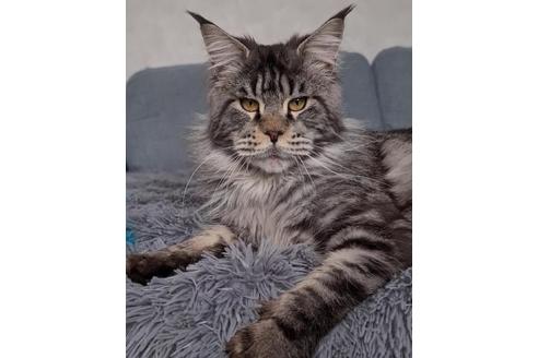 福澤彪雅ブリーダー｜子猫ブリーダーナビ