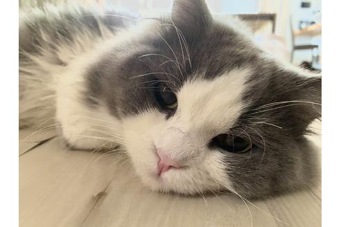 販売中のミヌエットの親猫
