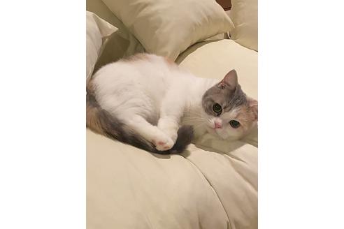 販売中のミヌエットの親猫
