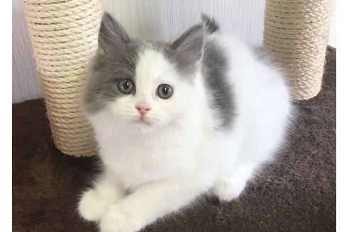 ラガマフィンのブリーダーを探す 子猫ブリーダーナビ