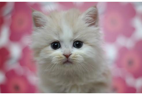東京都のマンチカン 女の子 22 04 07生まれ とても可愛い足長の女の子です クリーム ホワイト 子猫id 子猫ブリーダーナビ