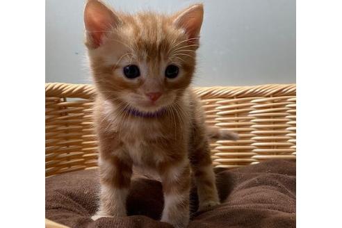 埼玉県のアメリカンショートヘア 男の子 22 04 25生まれ レッド タビー つぶらな瞳の可愛い子です 子猫id 子猫ブリーダーナビ 埼玉県のアメリカンショートヘア 男の子 22 04 25生まれ レッド タビー つぶらな瞳の可愛い子です 子猫id 子猫ブリーダーナビ