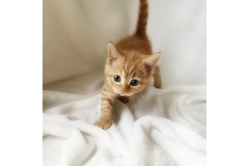 埼玉県のスコティッシュフォールド 男の子 22 03 26生まれ めちゃくちゃひとなつこい 子猫id 子猫ブリーダーナビ