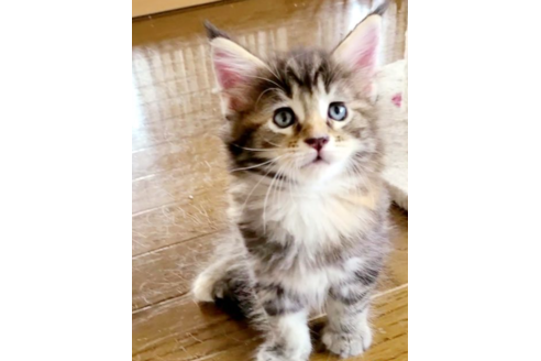 中国でメインクーンの子猫を探す 子猫ブリーダーナビ 中国でメインクーンの子猫を探す 子猫ブリーダーナビ