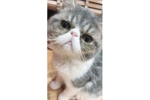 販売中のエキゾチックショートヘアの親猫