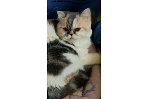 販売中のエキゾチックショートヘアの親猫