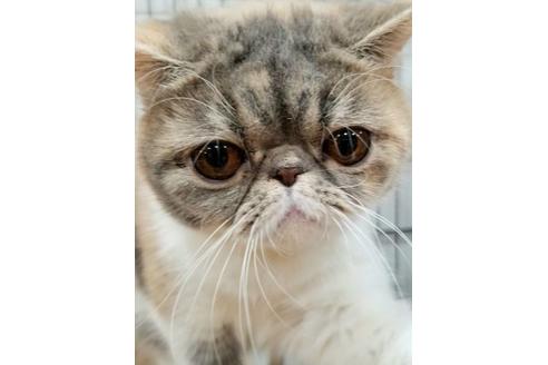 販売中のエキゾチックショートヘアの親猫