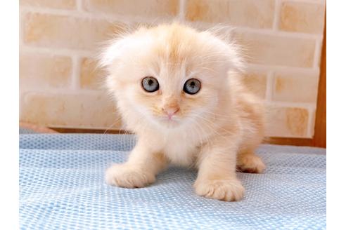 東京都のスコティッシュフォールド 女の子 22 04 26生まれ ふわふわ長毛折れ耳スコの女の子 子猫id 子猫ブリーダーナビ