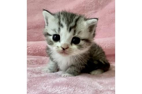 静岡県のスコティッシュフォールド 男の子 22 05 14生まれ シルバータビー ホワイト 立ち耳 大きな瞳 近寄って来る姿が可愛いです 子猫 Id 子猫ブリーダーナビ