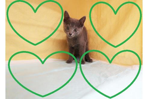 東京都でロシアンブルーの子猫を探す（29ページ目）｜子猫