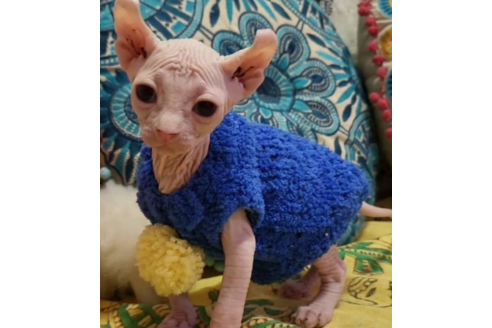 大阪府のその他の猫種 男の子 22 05 01生まれ エルフキャット凛々しいお顔 カール耳 ホワイト ヘアレス 子猫id 子猫ブリーダーナビ 大阪府のその他の猫種 男の子 22 05 01生まれ エルフキャット凛々しいお顔 カール耳 ホワイト ヘアレス 子猫id 子猫ブリーダーナビ