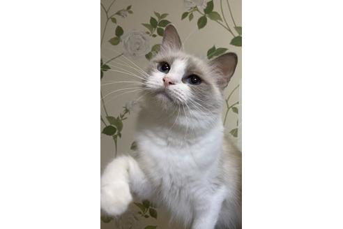 販売中のラグドールの親猫