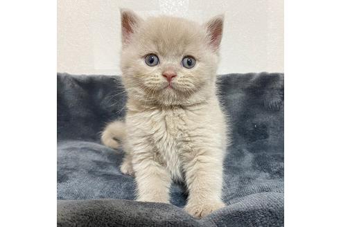 大阪府のブリティッシュショートヘア 男の子 22 05 12生まれ ライラックの男の子のご紹介です 子猫id 子猫ブリーダーナビ