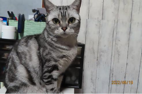 成猫のアメリカンショートヘアを探す 子猫ブリーダーナビ