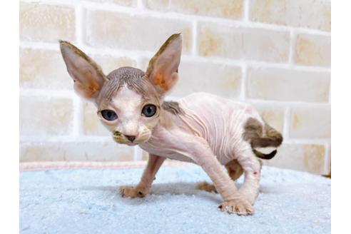 スフィンクスの子猫を探す 子猫ブリーダーナビ
