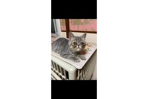 関東でエキゾチックショートヘアの子猫を探す 子猫ブリーダーナビ