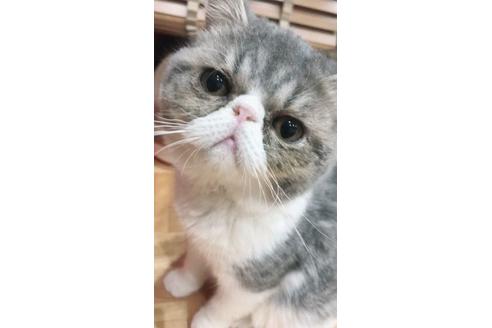 販売中のエキゾチックショートヘアの親猫