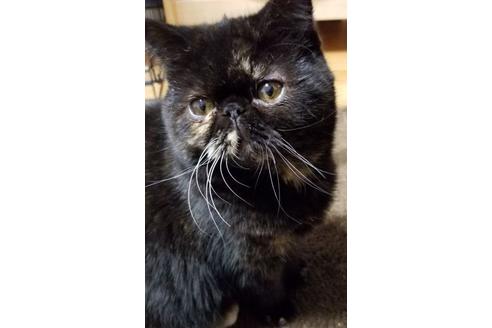 販売中のエキゾチックショートヘアの親猫