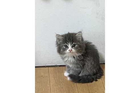 岐部慶一郎ブリーダーの詳細