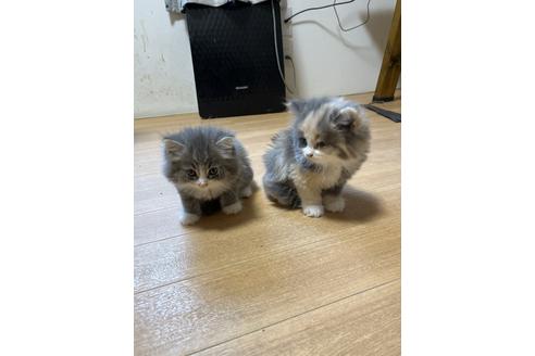 岐部慶一郎ブリーダーの詳細