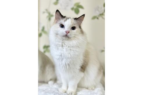 販売中のラグドールの親猫