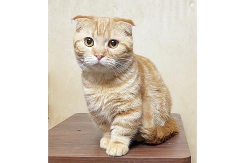 埼玉県のマンチカン 男の子 21 05 21生まれ 折れ耳短足君 子猫id 子猫ブリーダーナビ