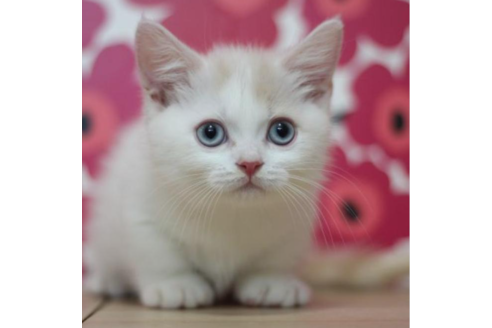 東京都のマンチカン 男の子 22 04 27生まれ とても可愛い超短足のブルーアイの男の子です 子猫id 子猫ブリーダーナビ