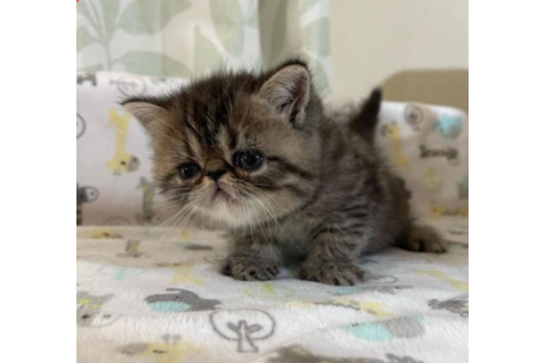 大阪府のエキゾチックショートヘア 男の子 22 05 18生まれ おっとりほわわん 可愛いブラウンタビーの子です 親猫遺伝子検査クリアです 子猫id 子猫ブリーダーナビ