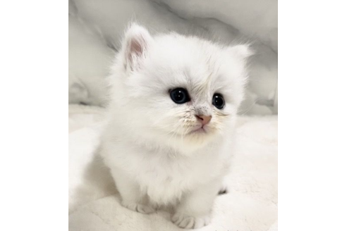 静岡県のペルシャ チンチラ 女の子 22 05 17生まれ チンチラシルバーの女の子 両親共にpkd Pk欠損症 オリゴ糖蓄積症クリア 子猫id 子猫ブリーダーナビ