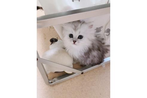 山室はつえブリーダーの詳細の1枚目