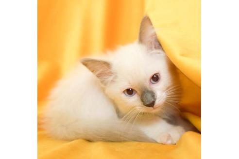 ラグドールの子猫を探す 子猫ブリーダーナビ