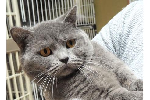 販売中のブリティッシュショートヘアの親猫