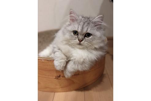 長谷部ユウブリーダーの詳細の1枚目