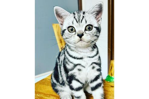 福岡県でアメリカンショートヘアの子猫を探す 子猫ブリーダーナビ