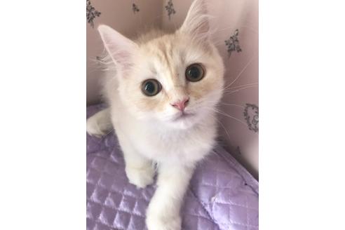 千葉県のラガマフィン 男の子 22 03 23生まれ クリームタビーホワイト お顔が可愛いラガマフィン の男の子 子猫id 子猫ブリーダーナビ
