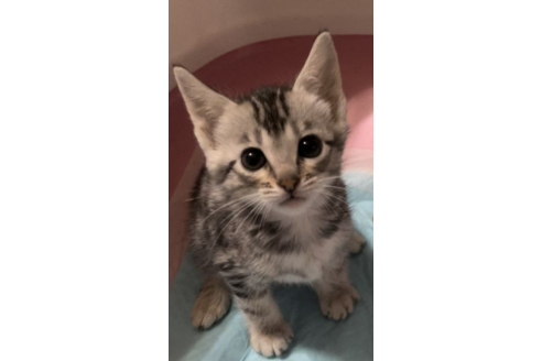 サバンナキャットの子猫を探す 子猫ブリーダーナビ