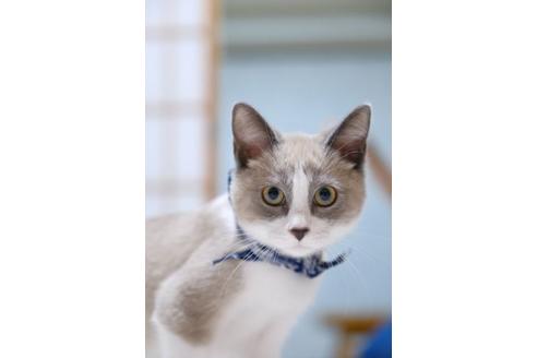 販売中のその他の猫種の父親
