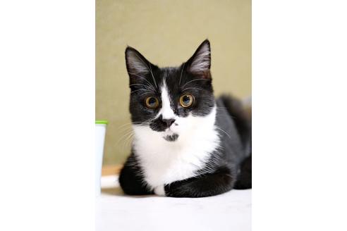 販売中のその他の猫種の母親