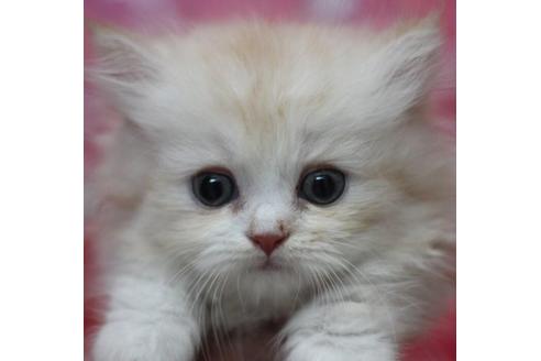 東京都のマンチカン 男の子 22 06 02生まれ とっても可愛い短足の男の子です 子猫id 子猫ブリーダーナビ