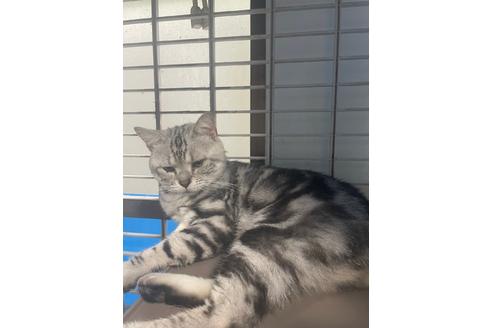成猫のアメリカンショートヘアを探す 子猫ブリーダーナビ