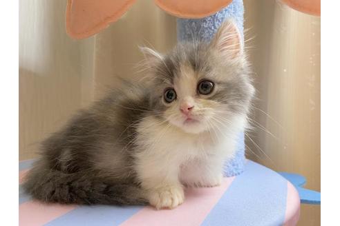 茨城県のマンチカン｜女の子・2022/04/28生まれ・ダイリュートキャリコの短足女の子♡♥（子猫ID：31182）｜子猫ブリーダーナビ