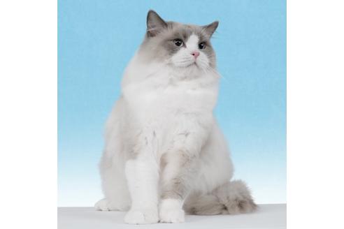 販売中のラグドールの親猫