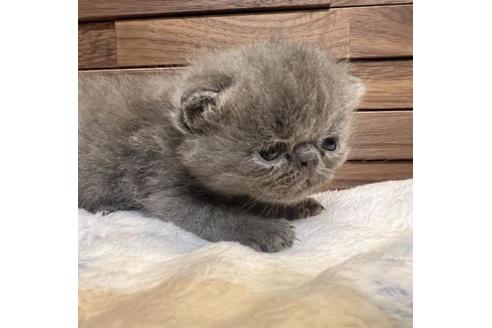 愛知県でエキゾチックショートヘアの子猫を探す 子猫ブリーダーナビ