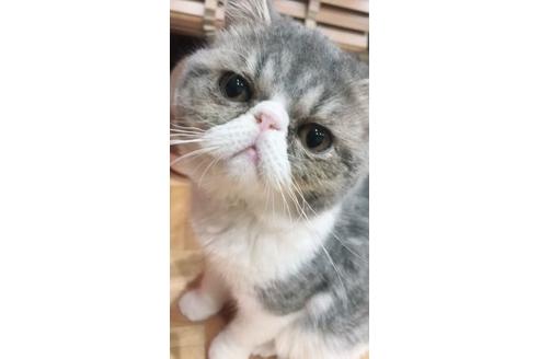 販売中のエキゾチックショートヘアの親猫
