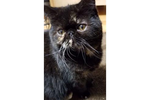販売中のエキゾチックショートヘアの親猫