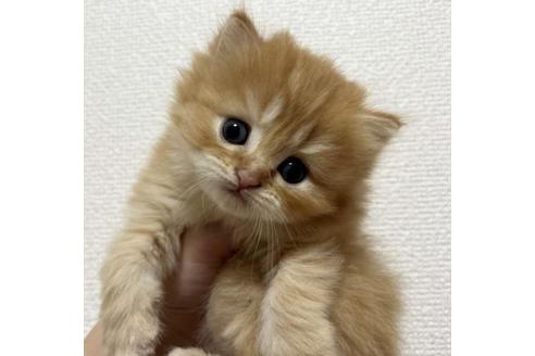 大分県のマンチカン 男の子 22 07 04生まれ 子ライオンくん Accチャンピオン系統 クリームタビー 子猫id 子猫 ブリーダーナビ